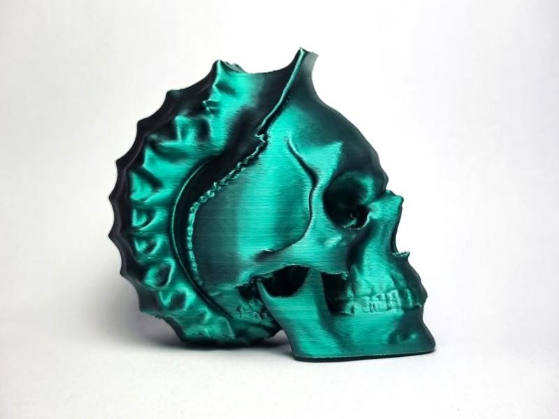 Conch Skull