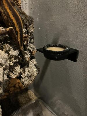 Terrarium Gecko feeder mini