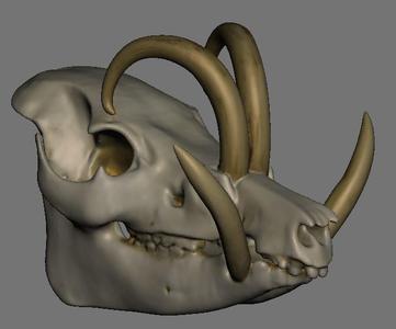 Large Mammal Skulls