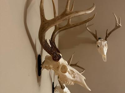 Skull Wall Hook