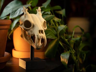 Muntjac (Tiny Deer) Skull Fossil with Stand