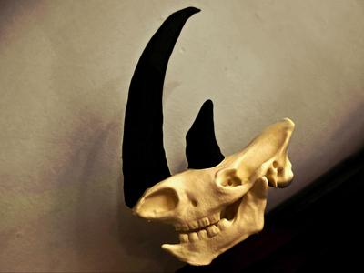 Rhino Skull Split Horns and Jaw