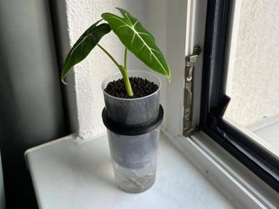 DIY selfwatering pot