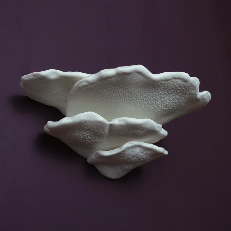 Mushroom shelf “Trametes Hirsuta”