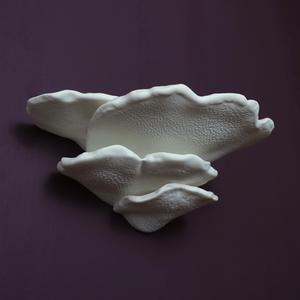 Mushroom shelf “Trametes Hirsuta”