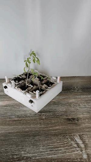 Seed Starter Tray