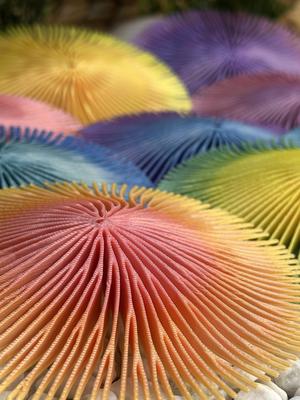Cycloseris Coral