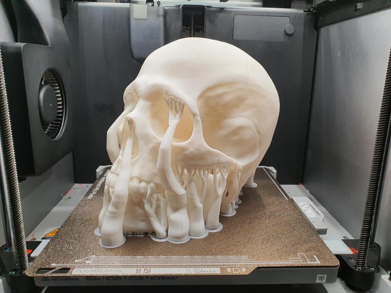 Natural Skull size
