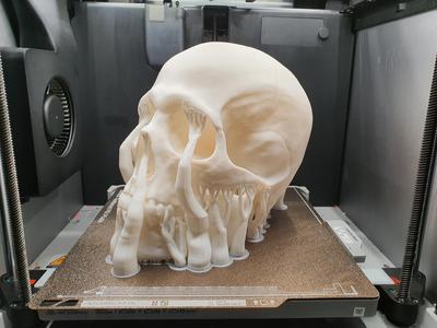Natural Skull size