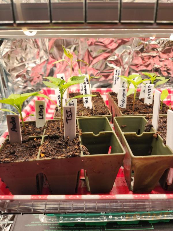 Plant Tag
