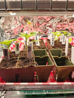 Plant Tag