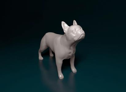 Boston terrier