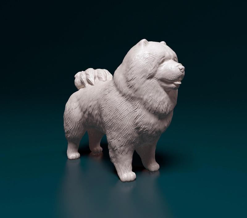 Chow-chow dog