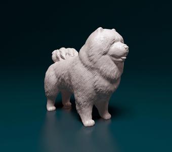Chow-chow dog