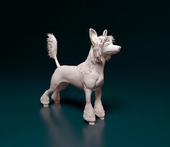 Chinese Crested dog