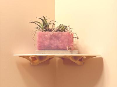 Nature’s Shelf: Because Walls Aren’t Perfect