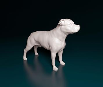 Amstaff dog