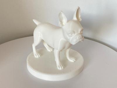 Boston terrier