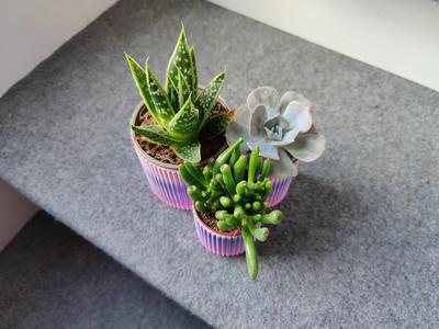Succulent planter with drip tray   