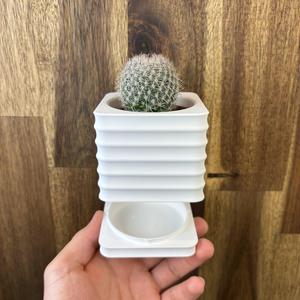 Scura - Planter Pot (Wall mount & Table Top)