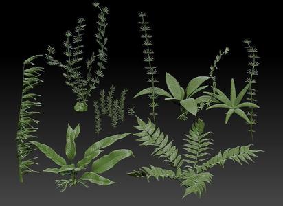 Aquatic plants