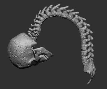 Predator Skull-Spine Trophy 1 to 6