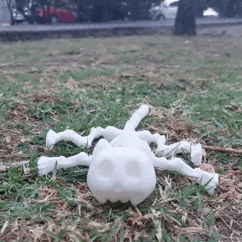 skull cat