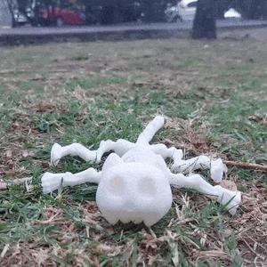 skull cat