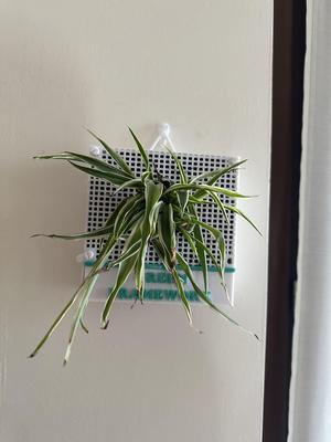 quadro verde