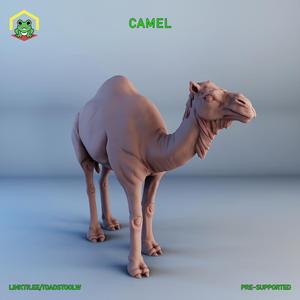 Camel