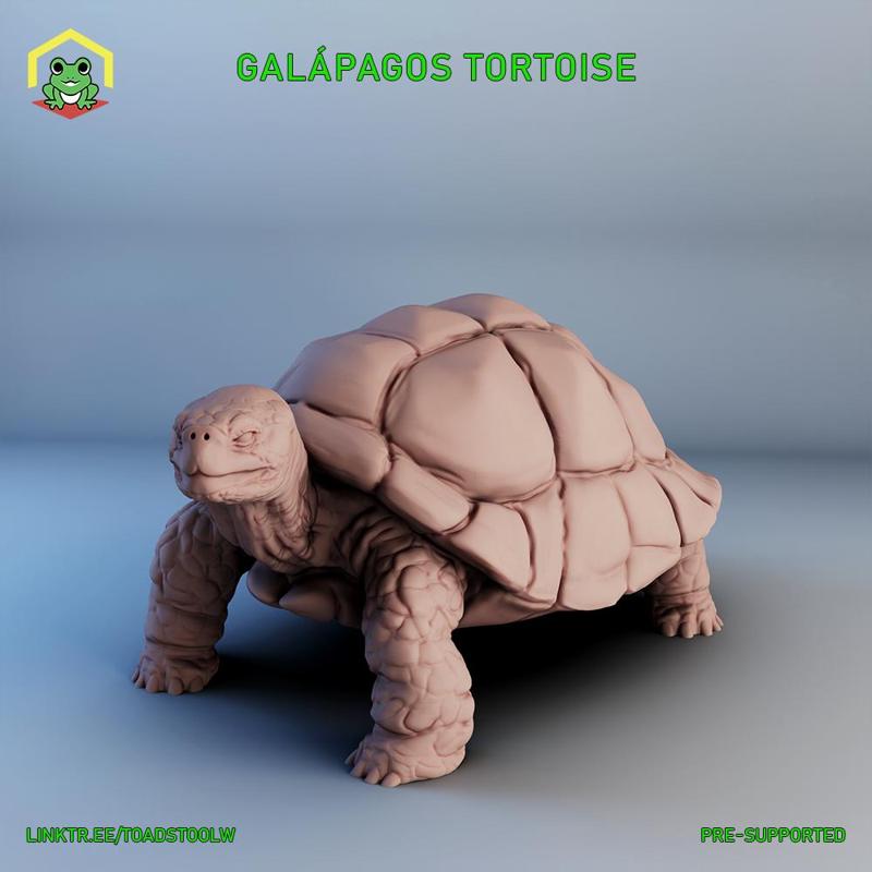 Galapagos tortoise