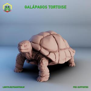 Galapagos tortoise