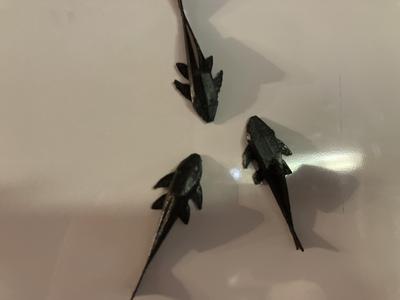 Pleco Magnet