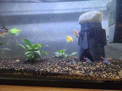 Squidward House Aquarium Shelter