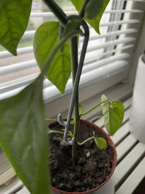 Fruit support hook