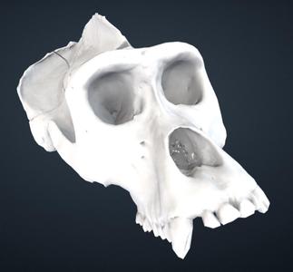 Gorilla gorilla gorilla: Cranium