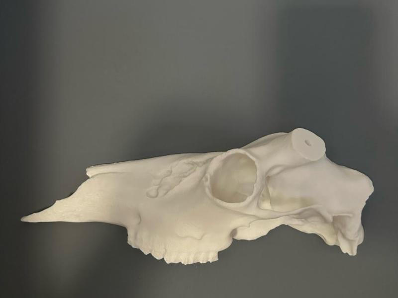 Half White Tail Skull
