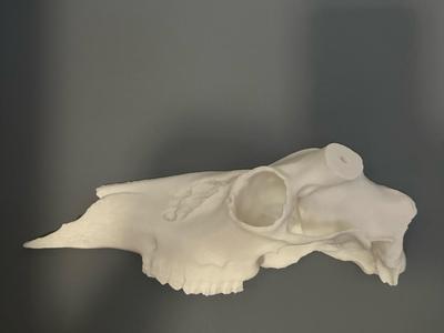 Half White Tail Skull