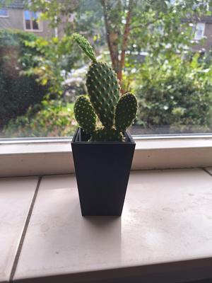 Designer plant pot with anti root rot system