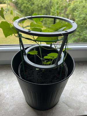 Plant Trellis