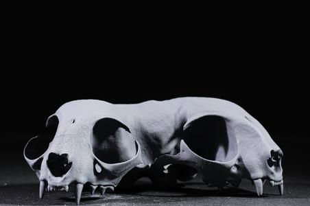 Conjoined Domestic Cat Skull (Pre Supported)