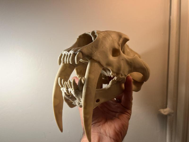 Sabertoothed Cat Skull