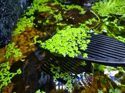 Small duckweed scoop for aquarium