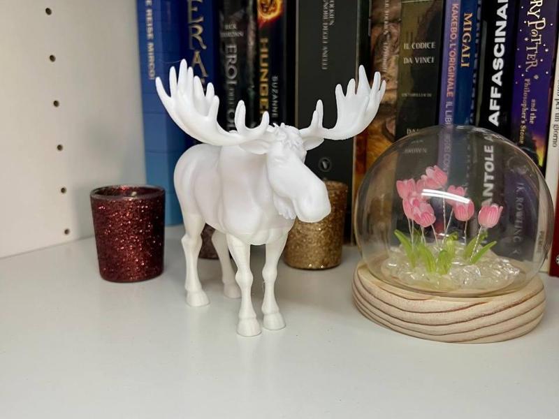 moose - alce