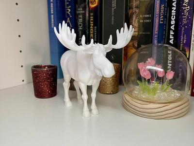 moose - alce