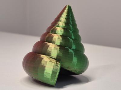 Spiral Sea Snail Shell