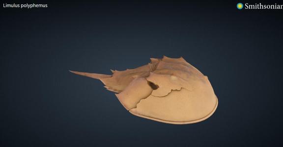 Horse Shoe Crab