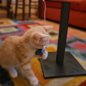 Cat toy