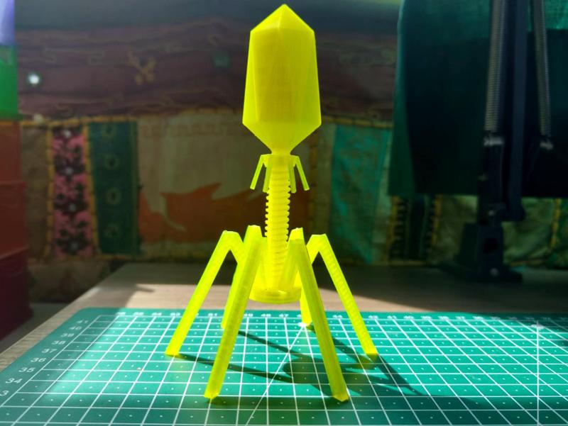 Bacteriophage model