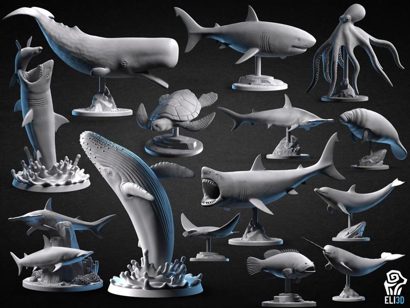 Animals - Ocean Wildlife